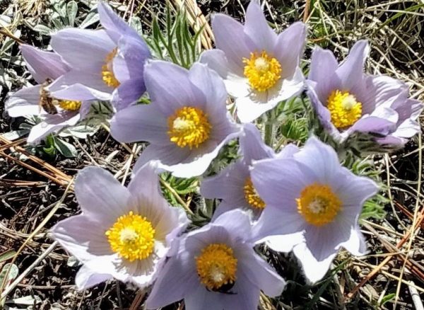 Anemone patens var. wolfgangiana