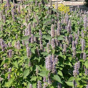 Agastache foeniculum