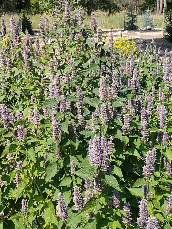 Agastache foeniculum