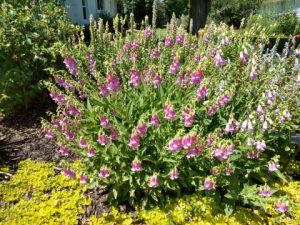 Digitalis thapsi;Spanish Peaks