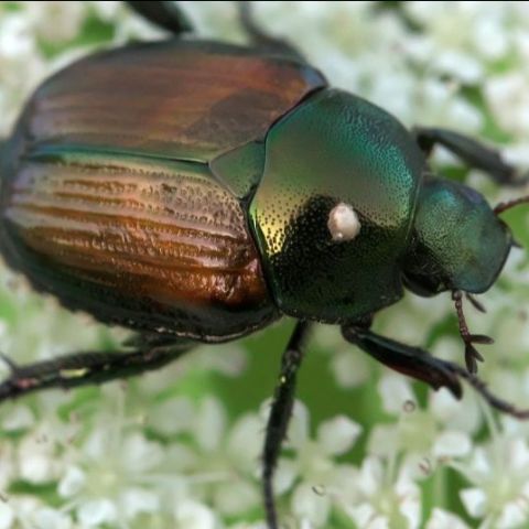 Japanese Beetle Strategy