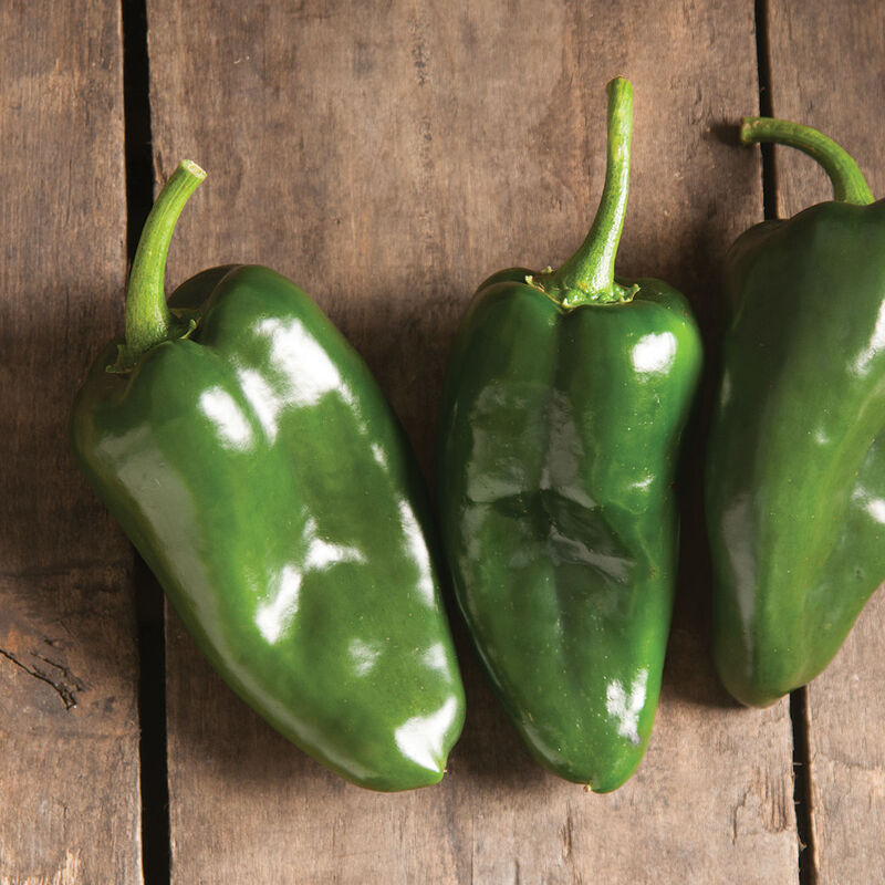 Pepper Starts