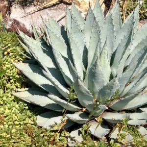Agave Parryi