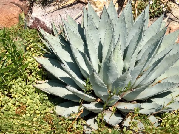 Agave Parryi