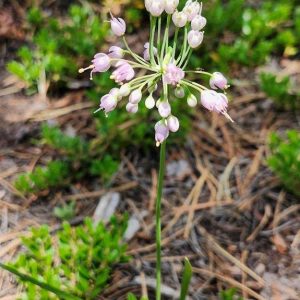 Allium cernuum