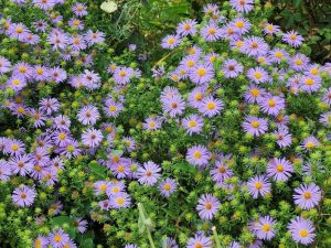 Symphiotrichum oblongifolium – Aromatic Aster 9-10-24