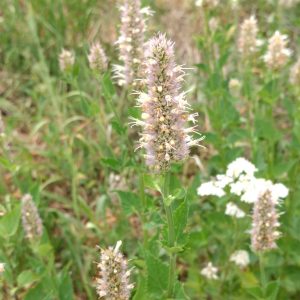 Agastache urticifolia