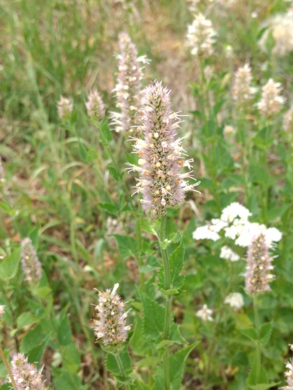 Agastache urticifolia