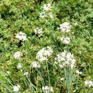 Allium tuberosum