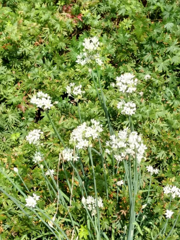 Allium tuberosum