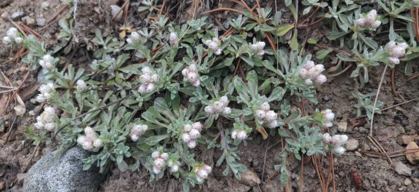 Antennaria rosea