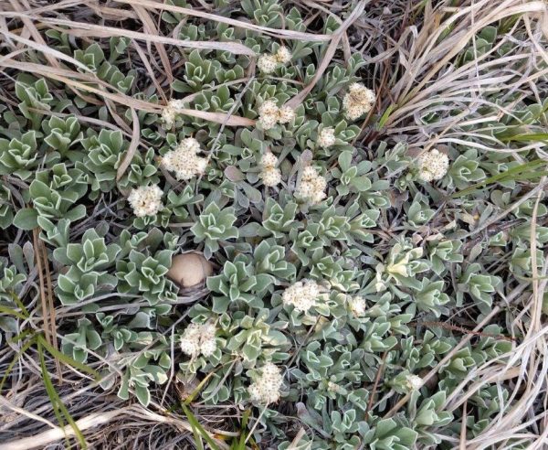 Antennaria parviflora