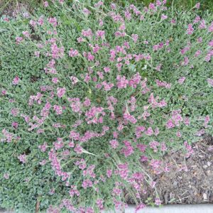 Antennaria dioica 'Rubra'
