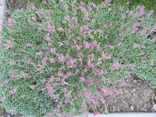 Antennaria dioica 'Rubra'
