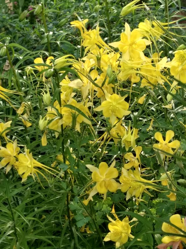 Aquilegia chrysantha