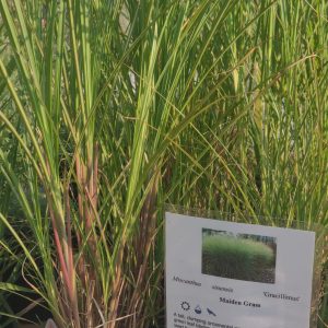 Miscanthus sinensis 'Gracillimus'