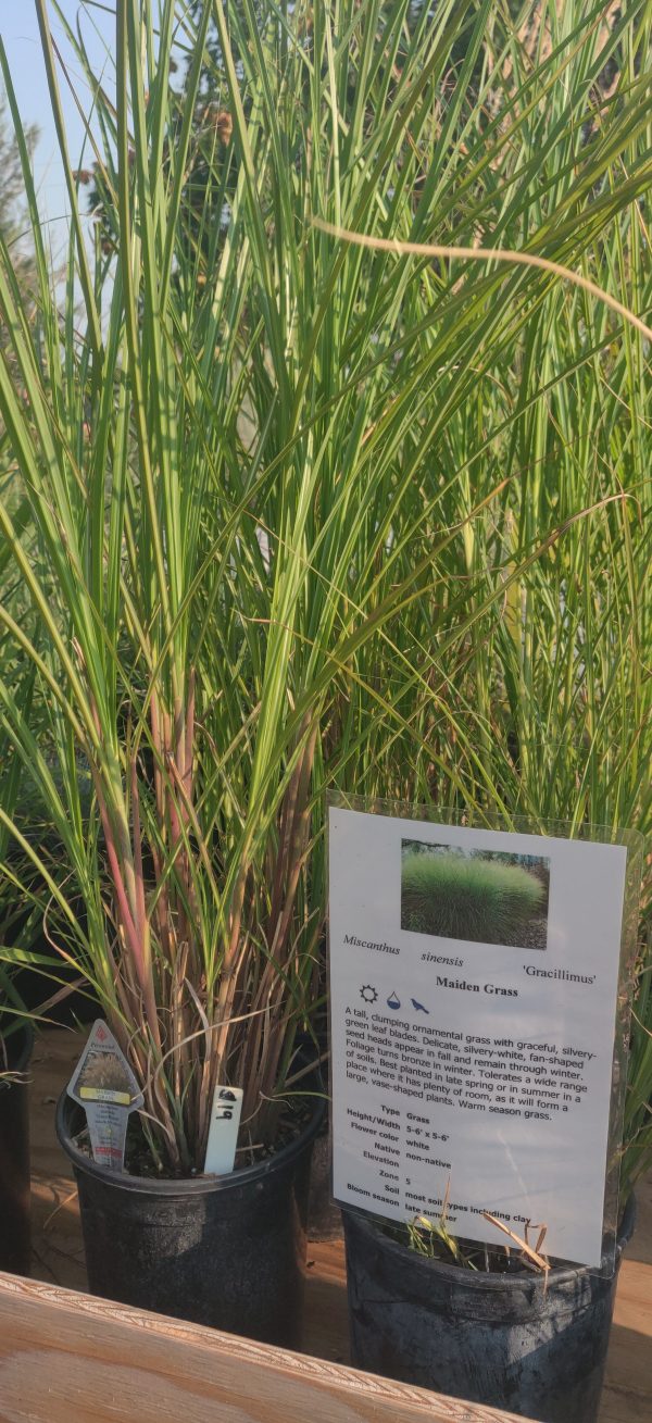 Miscanthus sinensis 'Gracillimus'