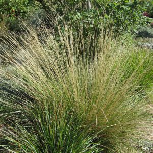 Nassella (Stipa) tenuissima