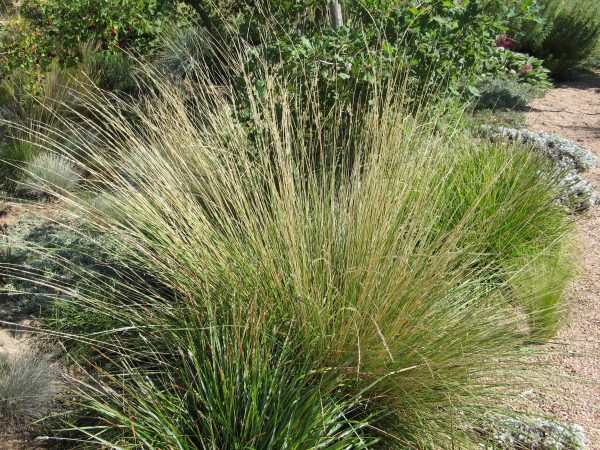 Nassella (Stipa) tenuissima