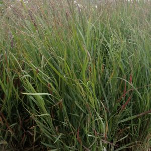 Panicum virgatum 'Shenendoah'