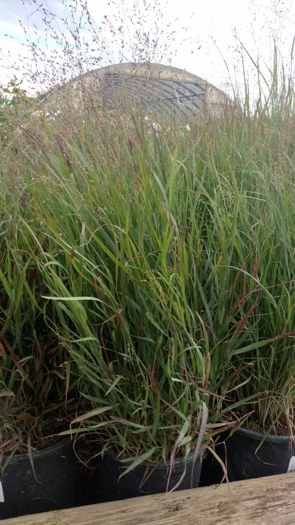 Panicum virgatum 'Shenendoah'