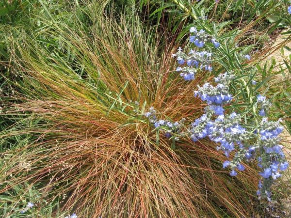 Thinopyrum intermedium