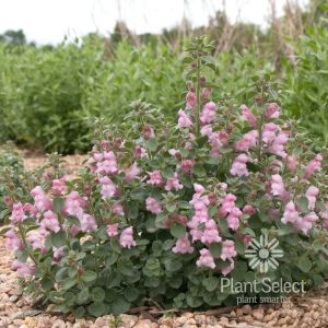 Antirrhinum sempervirens 'Drew’s Folly'