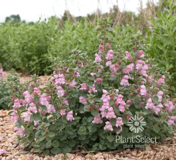 Antirrhinum sempervirens 'Drew’s Folly'