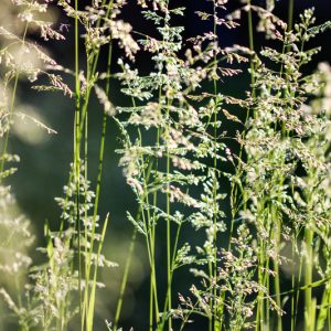 Deschampsia cespitosa