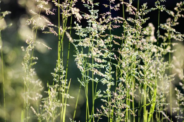 Deschampsia cespitosa
