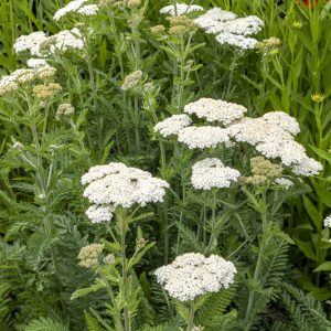 Achillea millefolium occidentalis