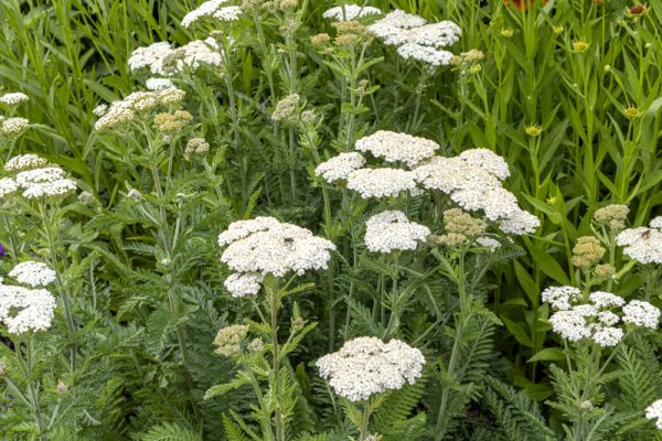 Achillea millefolium occidentalis
