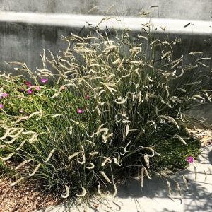 Harpochloa falx 'Compact Black'