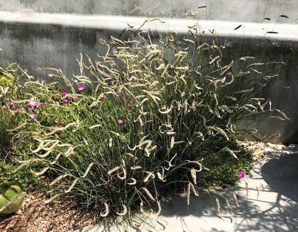 Harpochloa falx 'Compact Black'