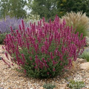 Agastache cana 'Sinning'