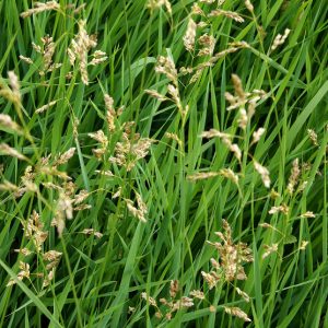 Hierochloe odorata