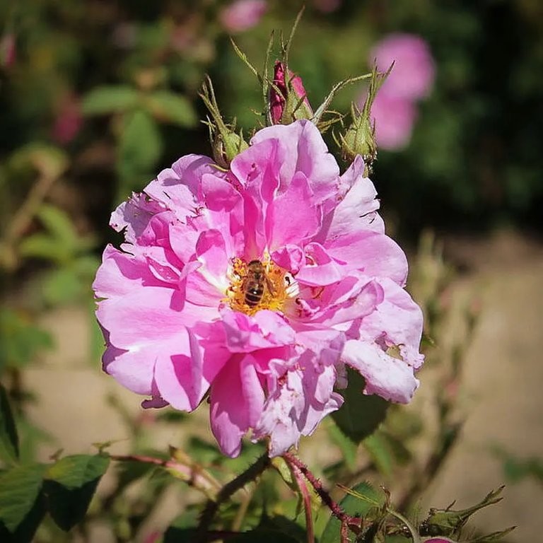 Kaman Roses Roses that Thrill