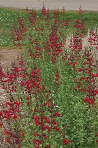 Salvia-darcyi-x-S.-microphylla-Pat-Hayward1-683×1024 plant select windwalker salvia