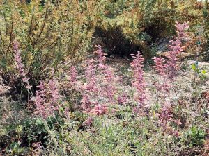 Agastache rupestris at Kendrick Lake park 9-7