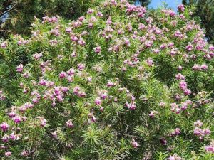 Chilopsis linearis at Kendrick Lake park 9-7jpg