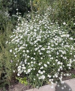 DBG 2025 sept symphotrychum praealtum