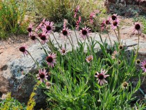 Echinacea tennesseensis at Kendrick Lake Park 9-7
