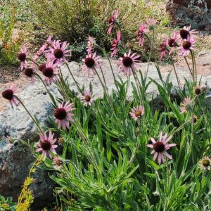 Saturday January 9th, various times: Our Garden Pros Answer YOUR Gardening Questions