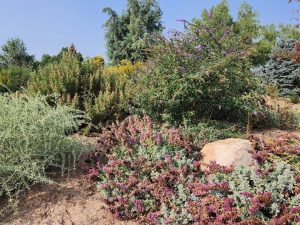 Mature xeriscape plants at Kendrick Lake Park