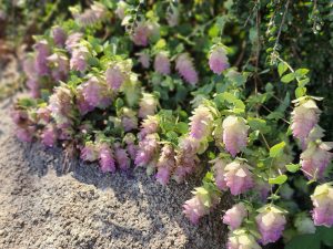 Origanum rotundifolium ‘Kent Beauty’