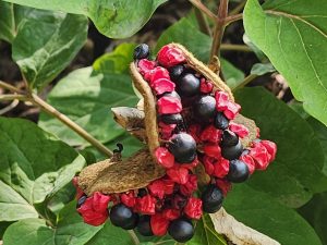 Paeonia masculata seed pod