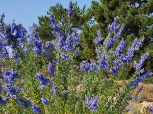 Salvia azurea grandiflora 9-7 Kendrick Lake park