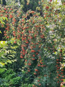 Sorbus aucuparia, European Mountain Ash