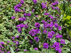 Verbena rigida ‘Santos Purple’ 9-9-25