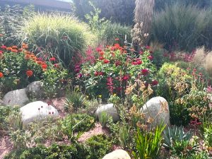 dbg 2025 sept annuals grasses dry